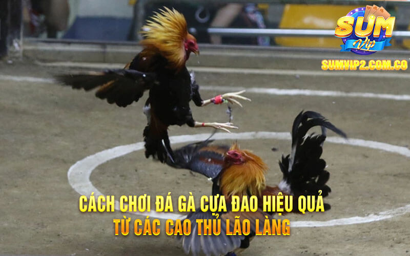 Cách Chơi Đá Gà Cựa Đao Hiệu Quả Từ Các Cao Thủ Lão Làng