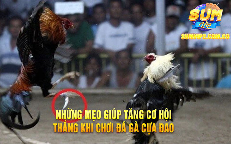 Những Mẹo Giúp Tăng Cơ Hội Thắng Khi Chơi Đá Gà Cựa Đao