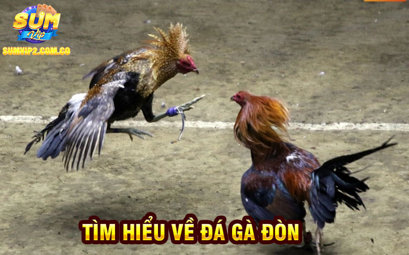 Tìm Hiểu Về Đá Gà đòn