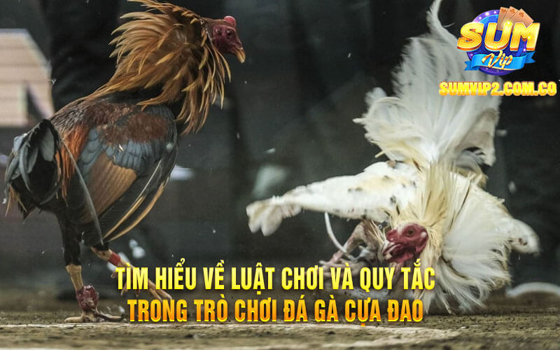 Tìm Hiểu Về Luật Chơi Và Quy Tắc Trong Trò Chơi Đá Gà Cựa Đao